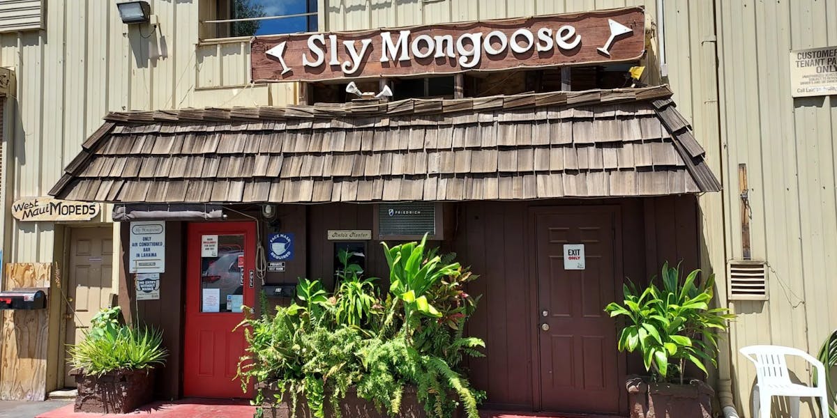 Maui-Sly-Mongoose-scaled-e1632697524121 Maui-Sly-Mongoose-scaled-e1632697524121