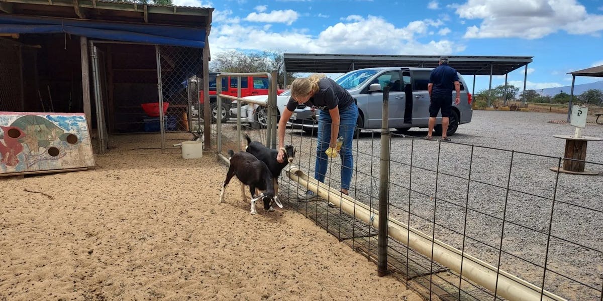 Maui-Surfing-Goat-scaled-e1632869284930 Maui-Surfing-Goat-scaled-e1632869284930