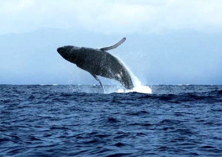 Maui Activities