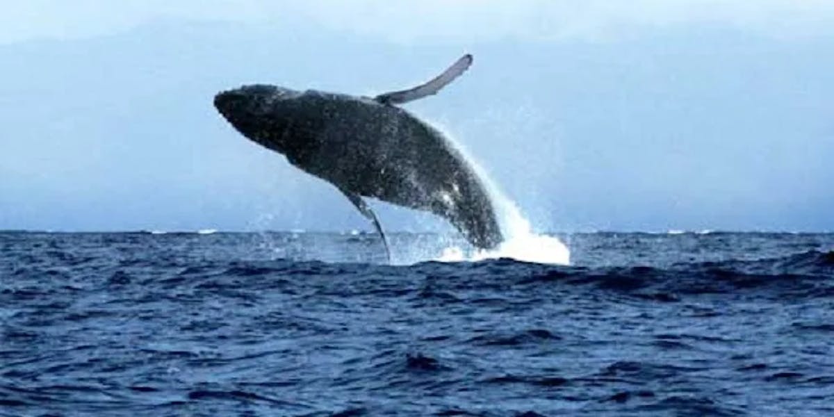MauiActivitiesTours Maui Activities