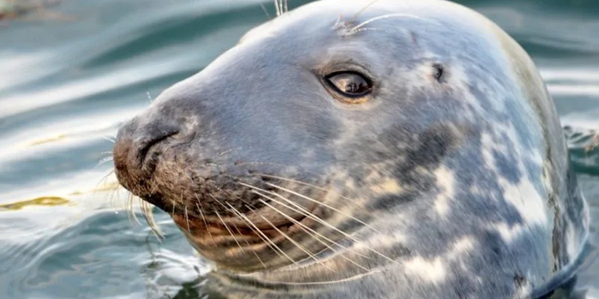 Monk-Seal-3-e1572383620130 Monk-Seal-3-e1572383620130