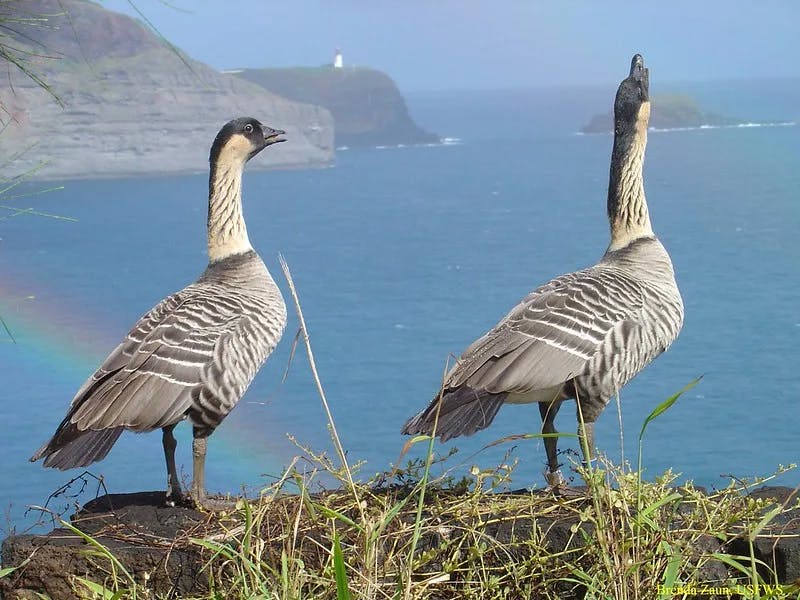 Nene at Kialuea Point NWR