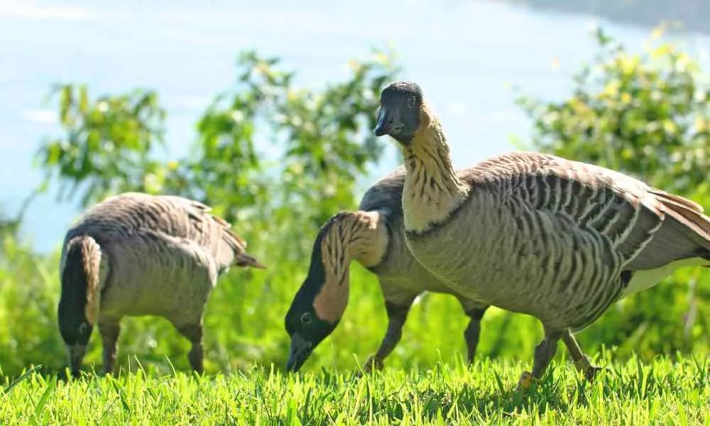 Nene-in-Hawaii Nene-in-Hawaii