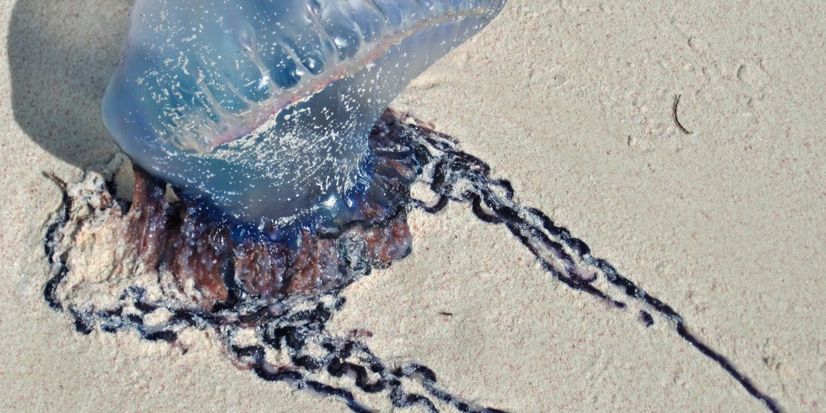 Physalia_physalis_Linnaeus_1758_-_Portuguese_man-of-war_stranded_on_aragonite_sand_beach_-_San_Salvador_Island_Bahamas Physalia_physalis_Linnaeus_1758_-_Portuguese_man-of-war_stranded_on_aragonite_sand_beach_-_San_Salvador_Island_Bahamas