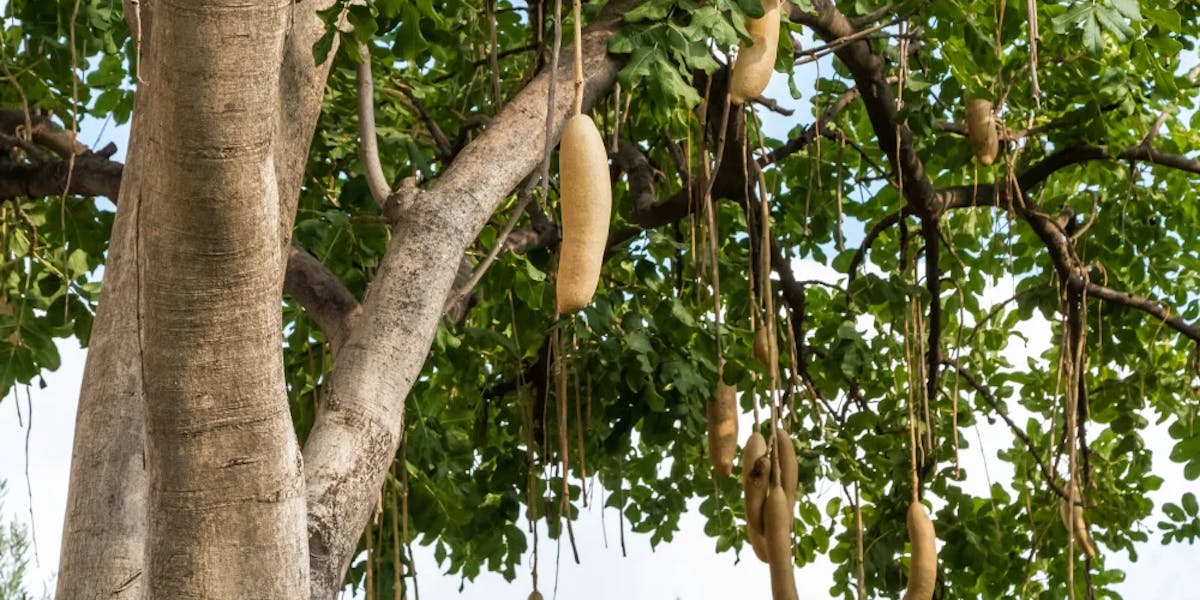 Sausage-Tree-in-Hawaii Sausage-Tree-in-Hawaii