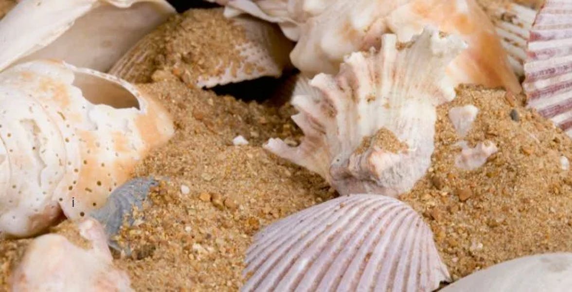 SeaShells-in-Hawaii
