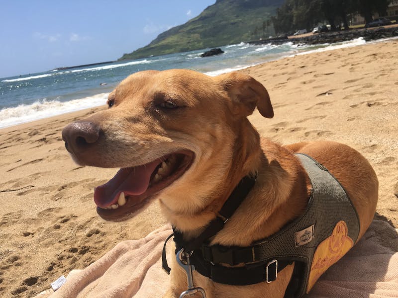 Shelter-Dogs-on-Field-Trips-2