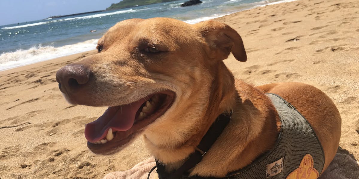 Shelter-Dogs-on-Field-Trips-2 Shelter-Dogs-on-Field-Trips-2