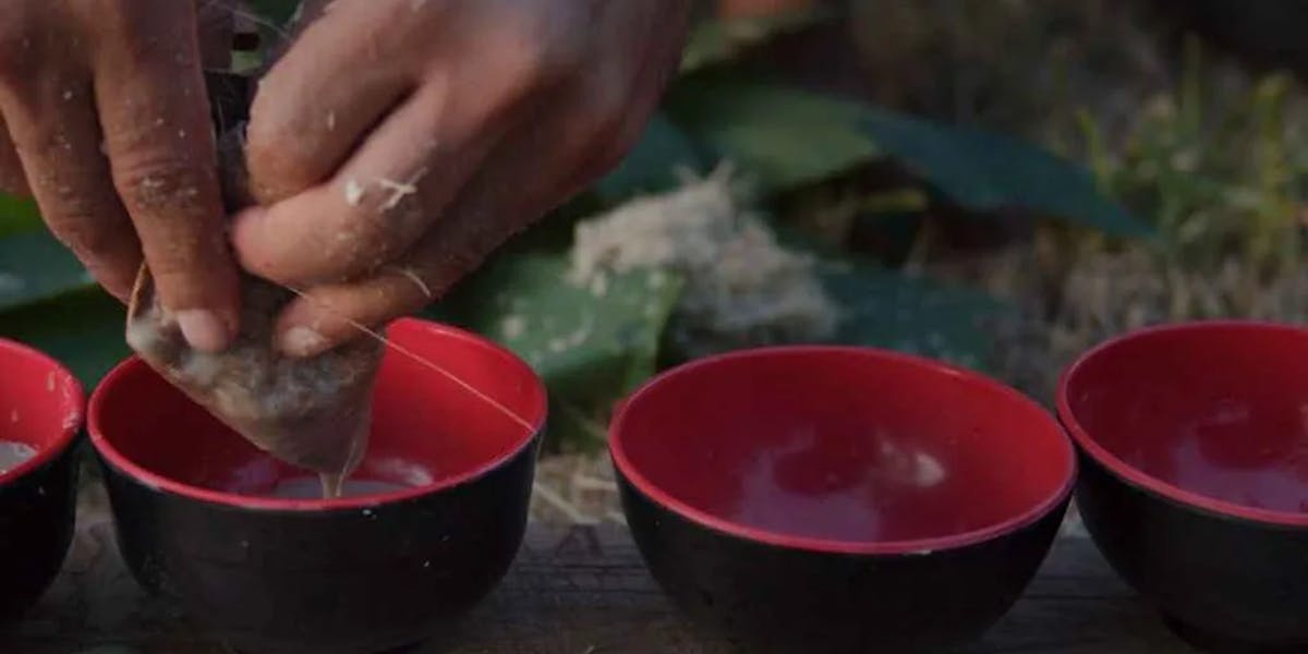 Traditional-Preparation-of-Kava Traditional-Preparation-of-Kava