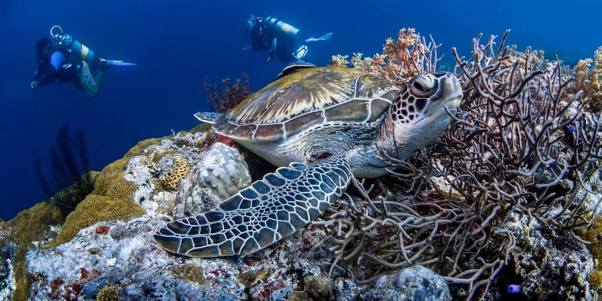 Turtle-Scuba Turtle-Scuba