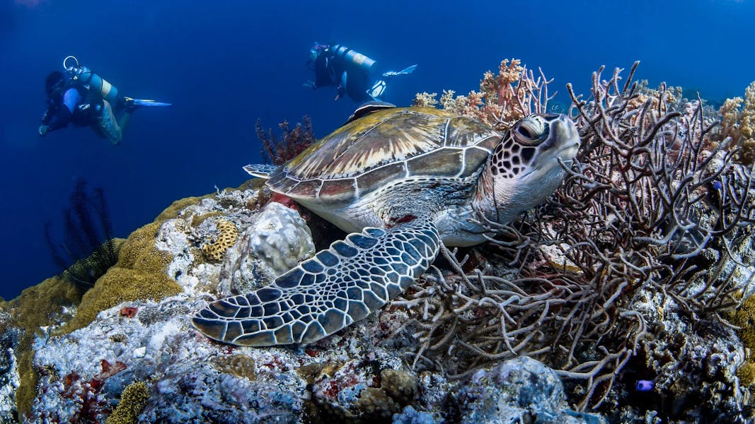 Turtle-Scuba