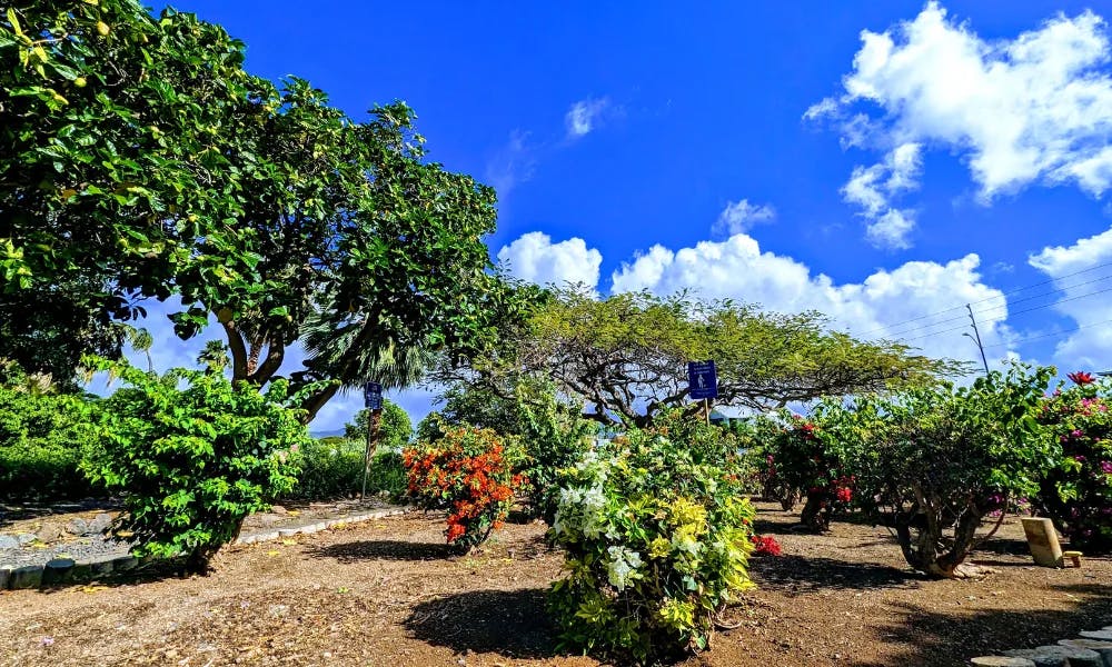 Waikiki-Botanical-Gardens