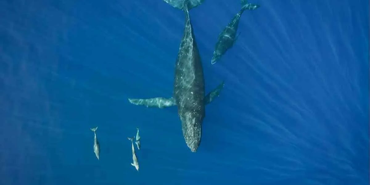 Whales-and-Dolphins-in-Hawaii Whales-and-Dolphins-in-Hawaii