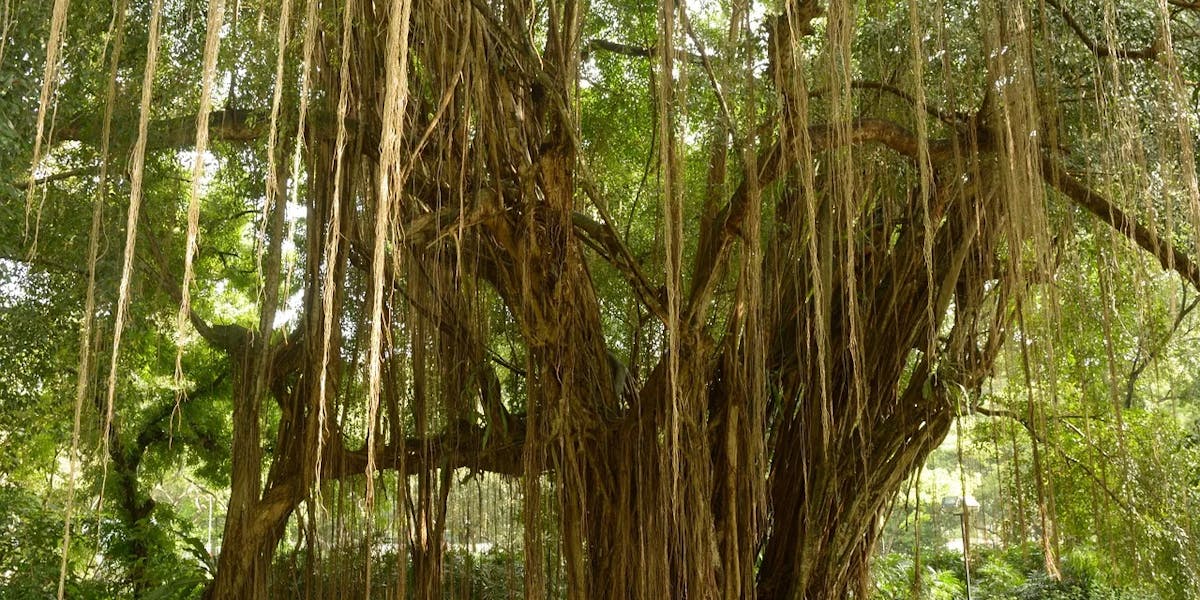 banyan-treee-hawaii banyan-treee-hawaii