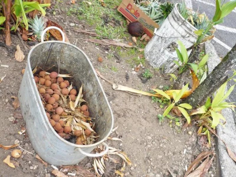 basket-of-lychee