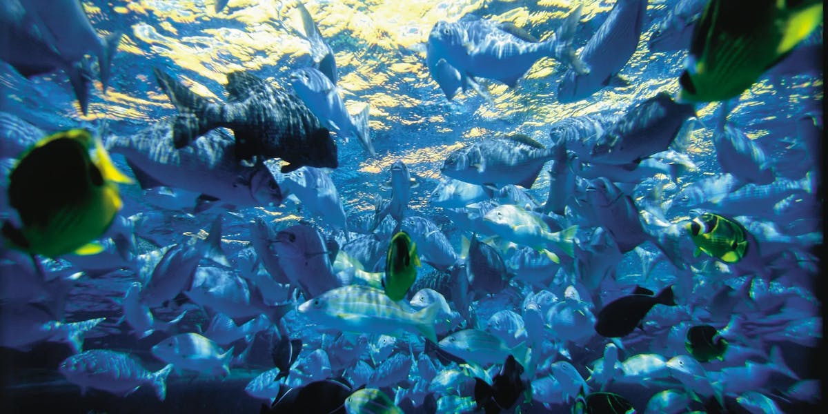 beginning-dive-sites-fish beginning-dive-sites-fish
