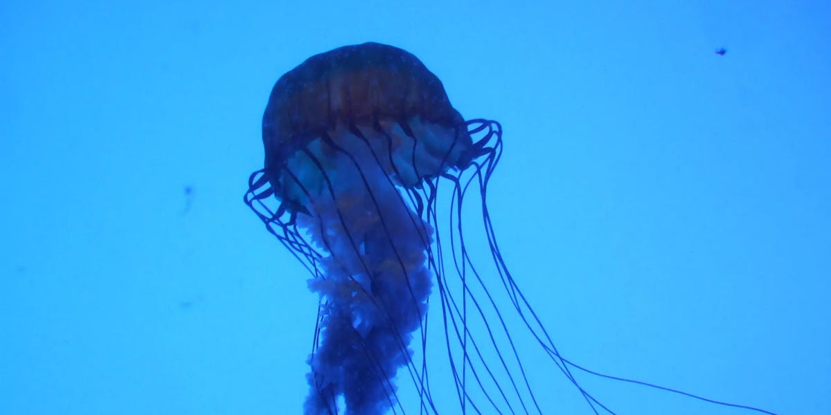 box-jellyfish-e1454549503268 box-jellyfish-e1454549503268
