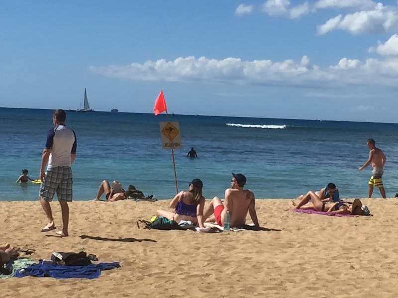 box-jellyfish-waikiki