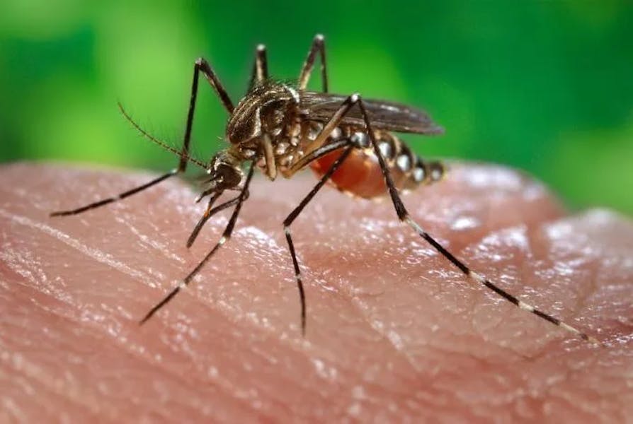 dengue-fever-mosquito