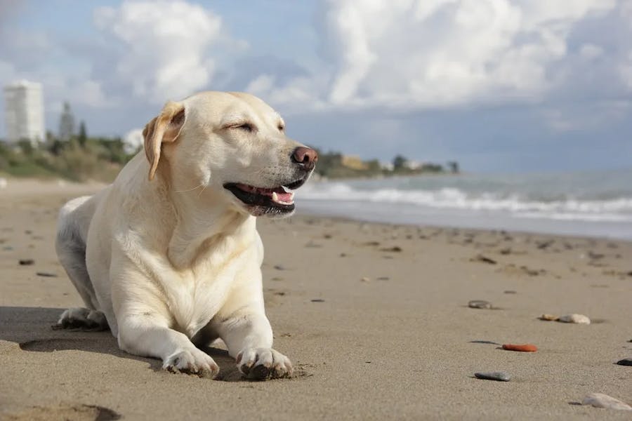 dog-773439_960_720