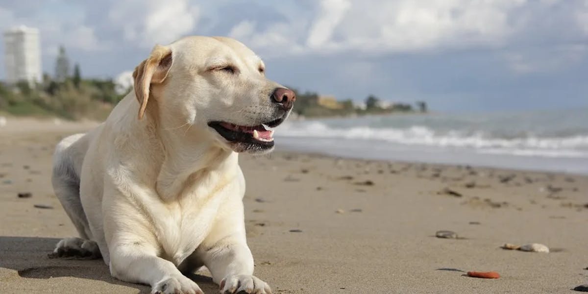 dog-773439_960_720 dog-773439_960_720