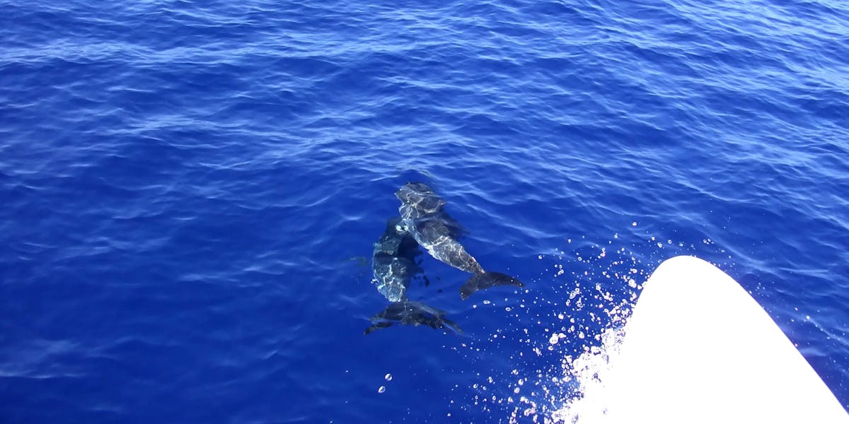 Dolphins playing in wake of boat off Madeira Dolphins playing in wake of boat off Madeira