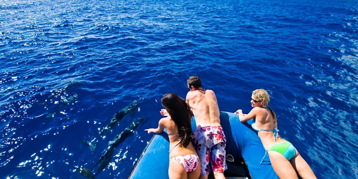 dolphin-tours-boat dolphin-tours-boat