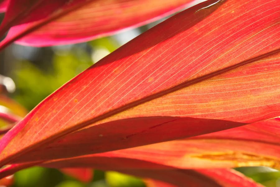 edible-plants-ti edible-plants-ti