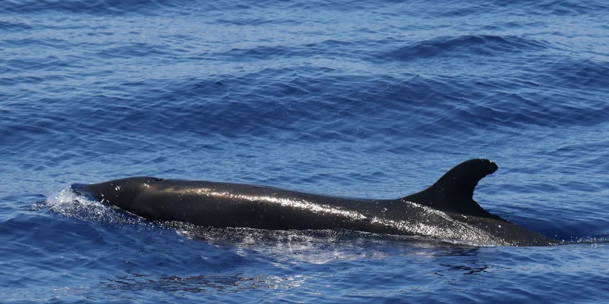 false-killer-whales false-killer-whales
