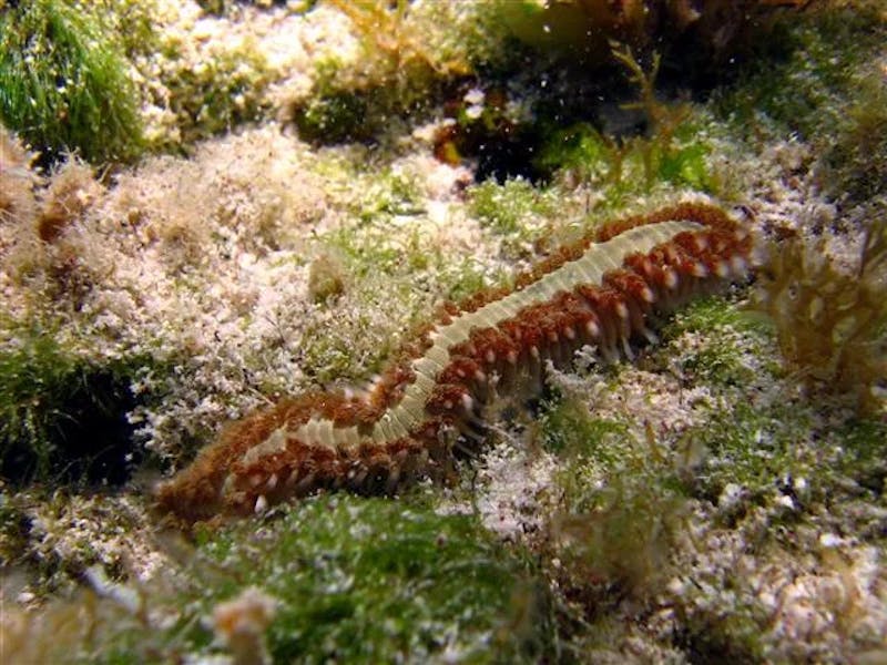 fireworm-in-the-water