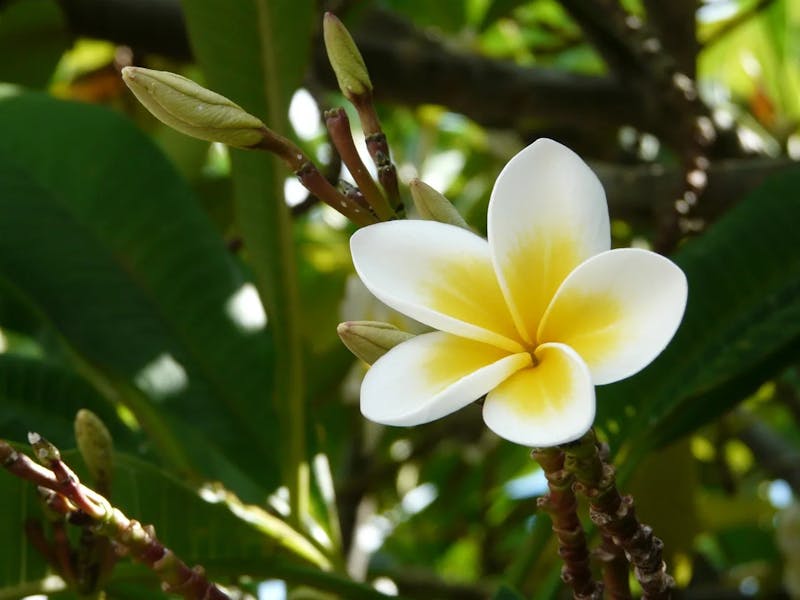 frangipani-111081_1280