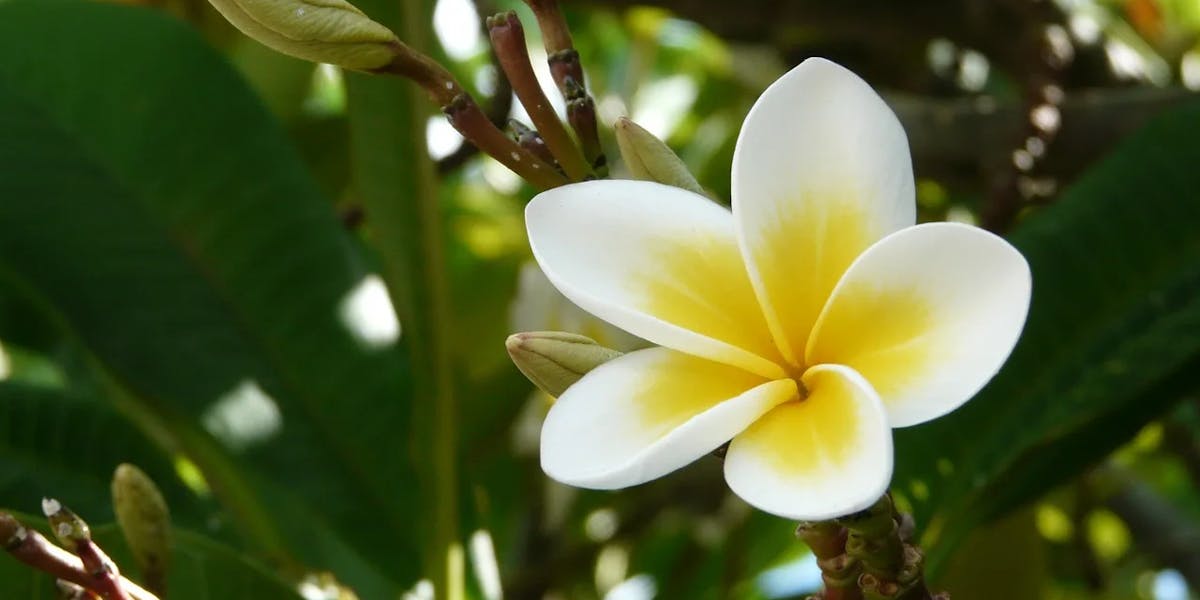 frangipani-111081_1280 frangipani-111081_1280