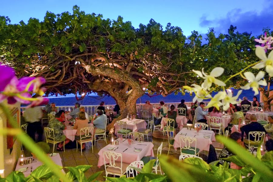hau-tree