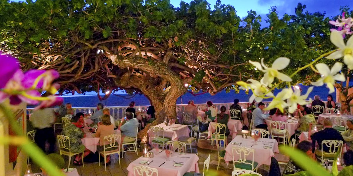 hau-tree hau-tree