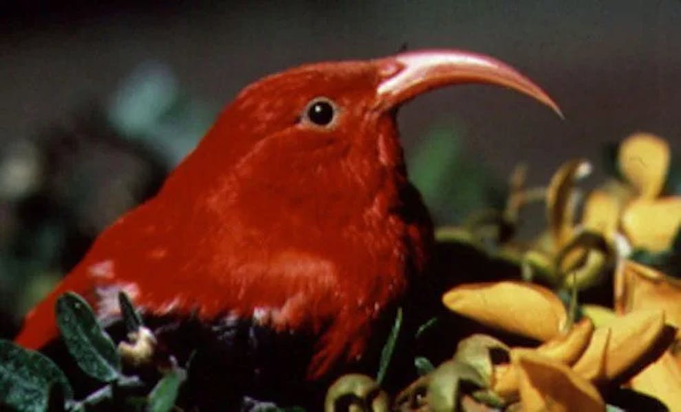 hawaii-birdwatching-iiwi