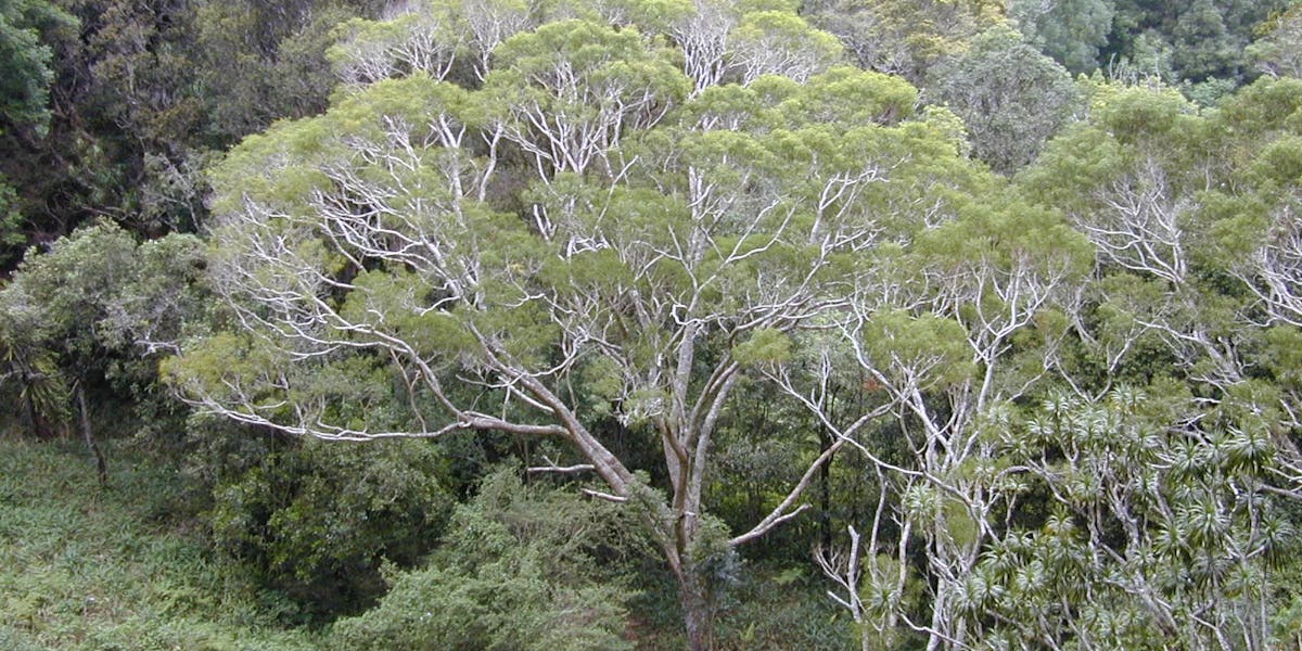 koa-tree koa-tree