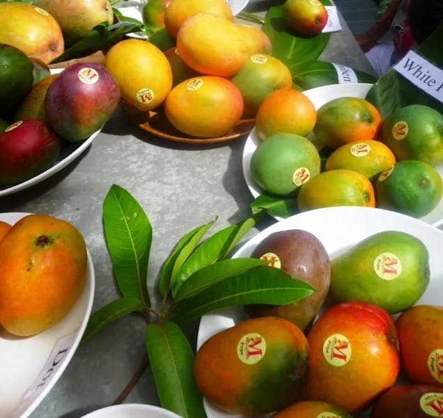 mangoes-jpg
