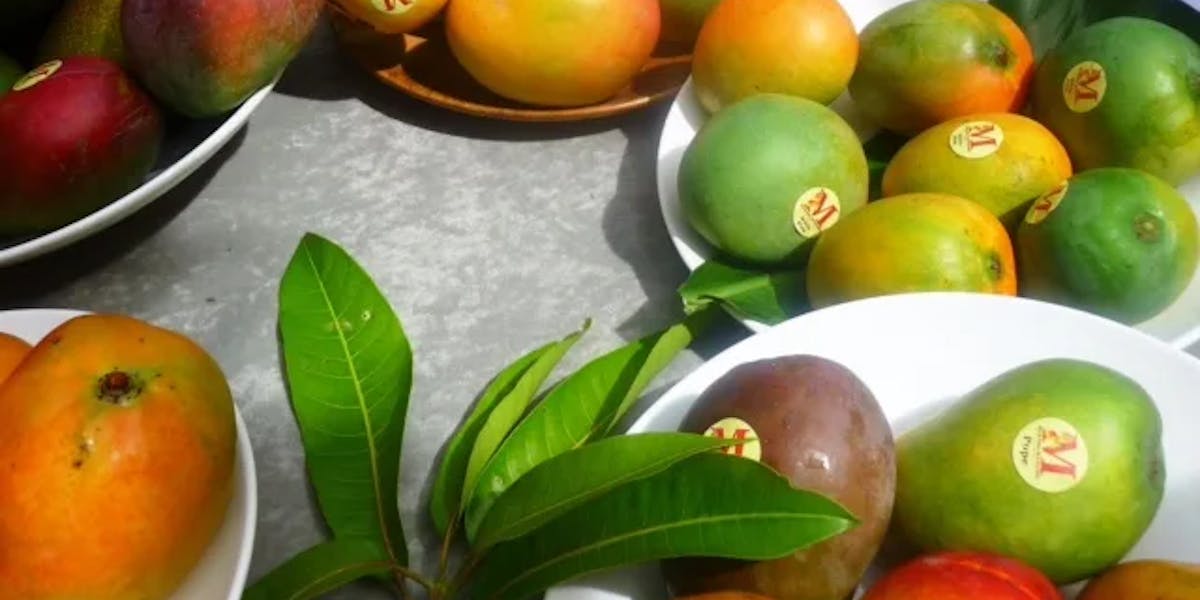 mangoes-jpg mangoes-jpg