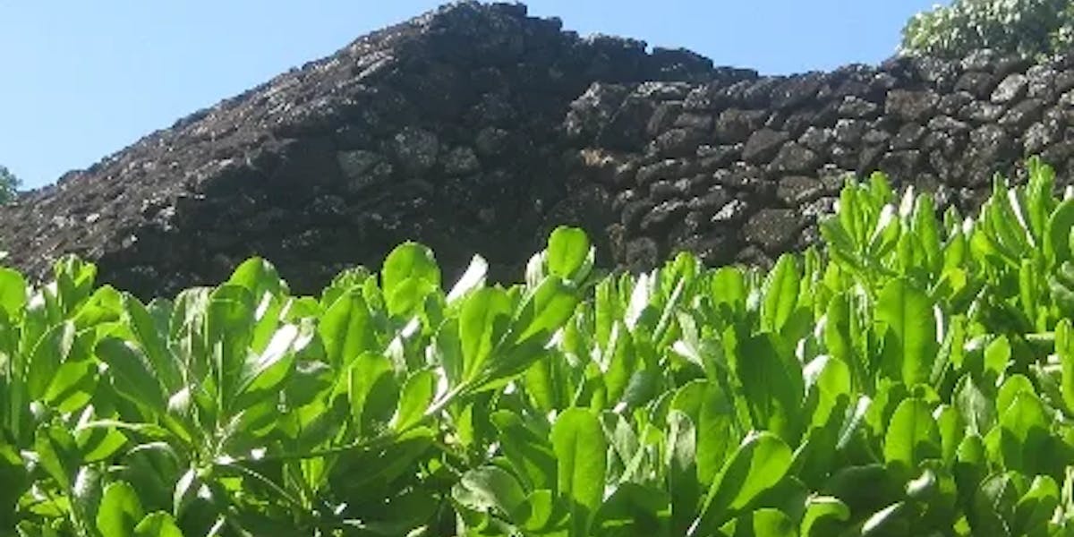 manoa-heritage-center manoa-heritage-center