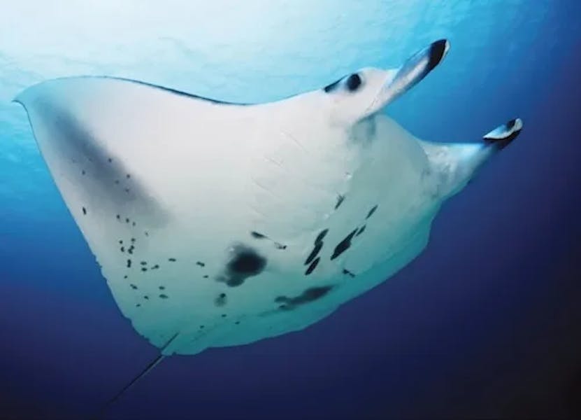 manta-ray-close-1