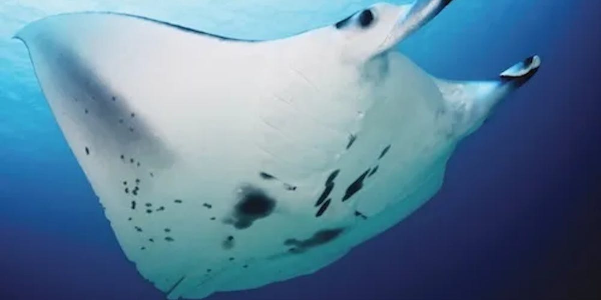 manta-ray-close-1 manta-ray-close-1