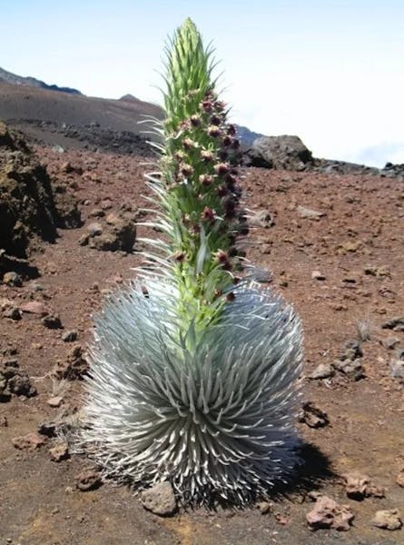maui-silversword-cactus
