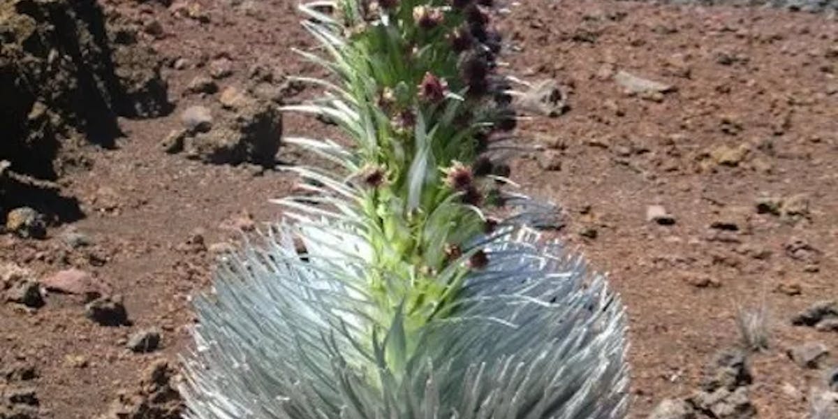 maui-silversword-cactus maui-silversword-cactus