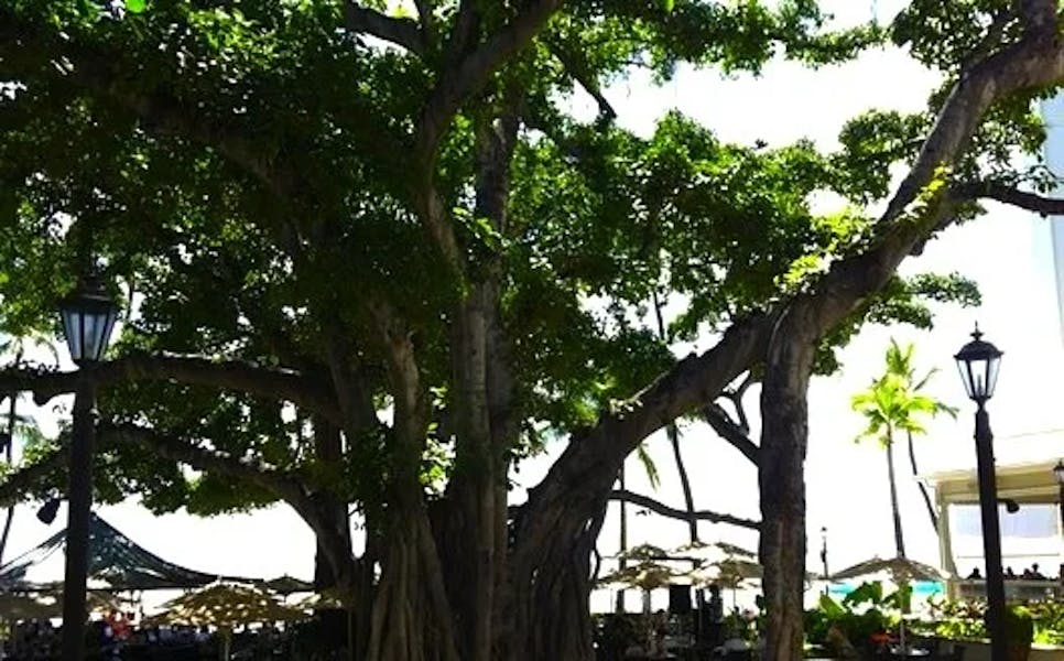moana-surfrider-banyan