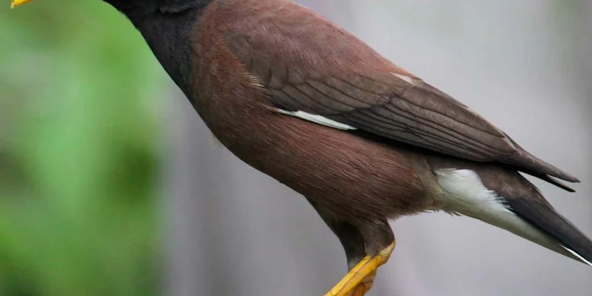mynah-bird mynah-bird