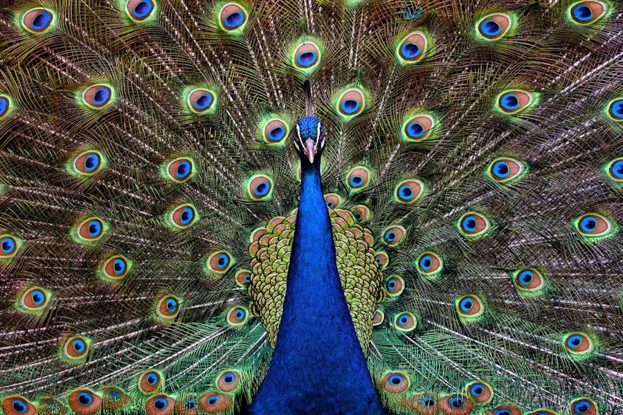 peacock-678230_1280
