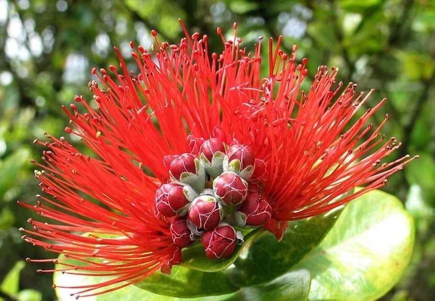 red-lehua-e1486410544797