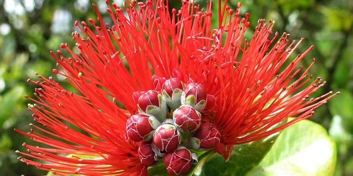 red-lehua-e1486410544797 red-lehua-e1486410544797