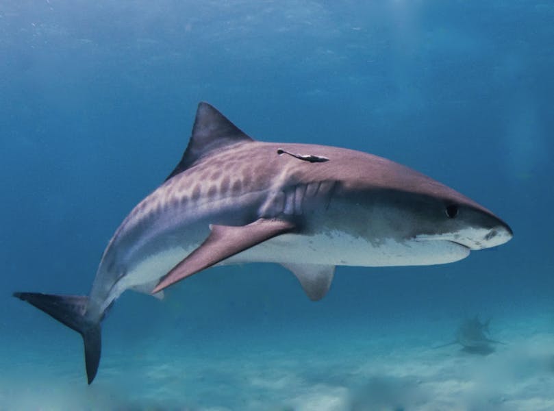 shark-facts
