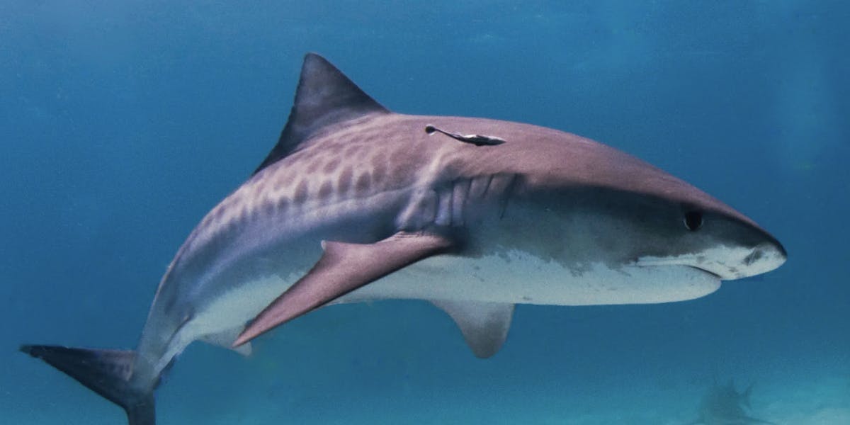 shark-facts shark-facts